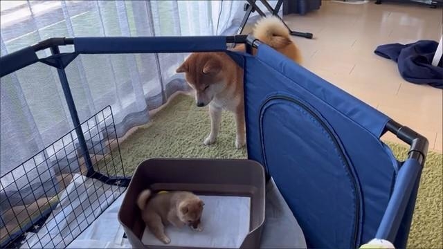 ようこそわが家へ　画像提供／シヴァ犬こむぎっすさん（動画よりキャプチャ）