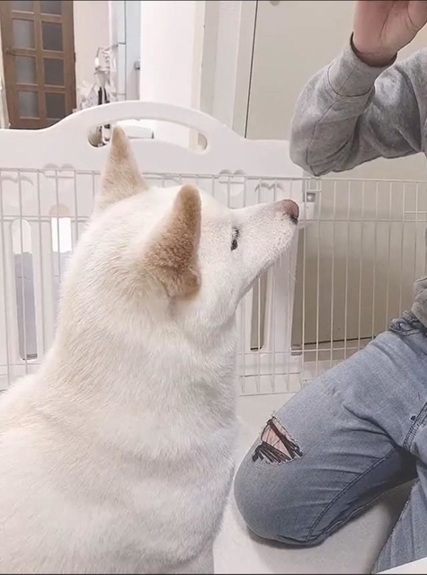 飼い主さんがおやつをくれるのを待っています…（画像提供／白柴もち吉さん）