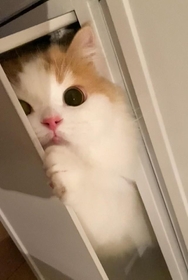 タンスに「隠れておどかしてくる」猫にキュン♡ 「こんな可愛い