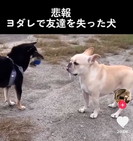 神戸新聞next 連載 特集 話題 悲報 よだれで友達を失った犬 え ごめん待って 友情にヒビが入った瞬間に かわいくて面白いけど悲しい 何この感情www