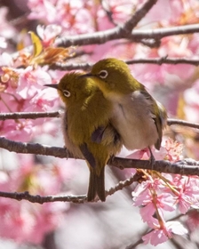 チロルパン 「つるし雛大」「メジロのお花見」「早春のうぐいす✕2個」 春よ来い…花咲く河津桜の木にやって来た愛らしいメジロの姿「幸せを