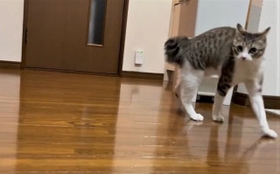 おらおらおら･･･（猫おばさん提供、Twitterよりキャプチャ撮影）