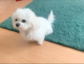 「おこだよ」携帯を見ている飼い主さんを上目遣いで見てくる犬さんですが…！？　画像提供／かわいいぬさん