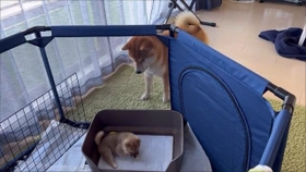 ようこそわが家へ　画像提供／シヴァ犬こむぎっすさん（動画よりキャプチャ）