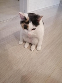 体育座りの子猫の写真が可愛すぎるとtwitter上で話題になった（提供写真）