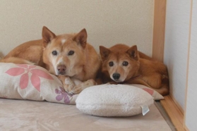 新しいおうちで仲良く暮らすバズくん（右）とウッディくん