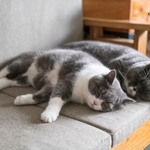 ペットに合わせたエアコンの設定温度…意識していますか？　※画像はイメージです（chendongshan/stock.adobe.com）