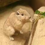 神戸どうぶつ王国では、青草やクローバー、ニンジンなどを食べる