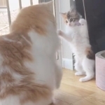 自分より大きなぽてちちゃん（左）に二本足で立って戦いを挑むうなちゃんだったが、この直後、秒で撃沈＝ぽてこゆこめ+うなさん（@potechi_nikki）提供