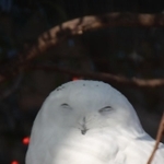 真っ白いのはオス。メスとの区別はしやすいのですが、頭が回りすぎるので今どっちを向いているかは見失いがち