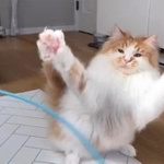 お気に入りの猫じゃらしで遊んでいるぽてちくん。猫パンチを繰り出した（かにさん提供、Twitterよりキャプチャ撮影）