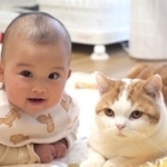 うつ伏せ姿勢の練習をしていた赤ちゃんが猫に教えてもらって香箱座りに！？Twitter上で話題を集めた（「こなつ」さん提供、Twitterよりキャプチャ撮影）