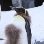 立派な胸毛、いやギャランドゥ?　　(c) Live Zoo In あさひやま