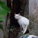 奄美大島にいる猫。野良猫なのかノネコなのか区別が難しいという（服部さん提供）