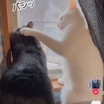 あっち行って！…恋の道は険しい（TikTokよりスクショ）