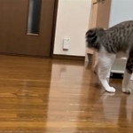 おらおらおら･･･（猫おばさん提供、Twitterよりキャプチャ撮影）