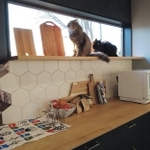 愛猫のグレコちゃん（手前）とクロ助くん（奥）