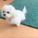 「おこだよ」携帯を見ている飼い主さんを上目遣いで見てくる犬さんですが…！？　画像提供／かわいいぬさん