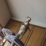 まるで宇宙と交信しているかのように見えた猫ちゃんの写真がtwitter上で話題を呼んだ（提供写真）