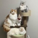 キャットタワーで集合するモフモフ猫ちゃんたちの写真が「家族写真みたい」とTwitter上で話題になった（提供写真）
