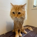 お風呂に入ったモフモフ猫ちゃんの劇的アフター写真がツイッターで話題を集めた（ネコランドさん提供、YouTubeよりキャプチャ撮影）
