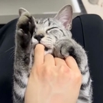 子猫が指をしゃぶる音がまるでエンジン音みたい＝ととまるはんみさん（@totomaru_hanmi）提供