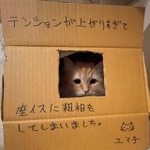 座椅子に粗相をしてションボリする猫の写真がTwitter上で話題を集めた（提供写真）