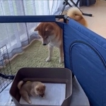 ようこそわが家へ　画像提供／シヴァ犬こむぎっすさん（動画よりキャプチャ）