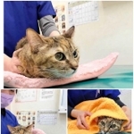 驚きの回復を見せた豆ちゃん