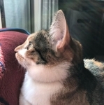 何とも可愛らしい「お手手」です！（画像提供／三毛猫こはくの部屋さん）