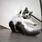 お股を広げ、面白決めポーズを披露した猫ちゃんがTwitter上で話題を呼んだ（コンドリア水戸さん提供、Twitterよりキャプチャ撮影）