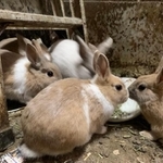 多頭飼育崩壊現場のウサギたち。健康なウサギほぼゼロ･･･雌ウサギはほとんど妊娠していた（もよままさん提供）