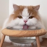 前を向いてひたすら舌だけ動かして水を飲むレモンちゃんがTwitter上で話題に（「猫のレモンちゃんねる」さん提供、Twitterよりキャプチャ撮影）