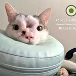 写真展の開催準備中に虹の橋を渡ったという王子くん。アスペルギルス(真菌)と4種類の細菌による感染症で闘病中だった（武山さん提供）
