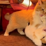 こたつの中で取っ組み合いのけんかをするモフモフ猫たちがTwitter上で話題を呼んだ（「みかんとじろうさんち」さん提供）