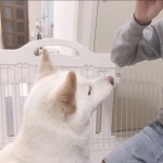 飼い主さんがおやつをくれるのを待っています…（画像提供／白柴もち吉さん）