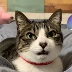 地震直後、喉をゴロゴロいわせながら鳴き続ける猫の動画がTwitter上で大きな話題となった（みふゆさん提供、Twitterよりキャプチャ撮影）