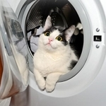 ドラム式洗濯機に入る猫ちゃん。かわいいけど、危険です！（画像提供：獣医にゃんとす ねこの教科書発売中！さん）