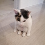 体育座りの子猫の写真が可愛すぎるとtwitter上で話題になった（提供写真）