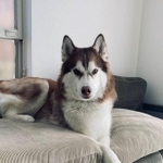 「任せてくれたまえ…」と言っているよう！？　画像提供／北斎 ハスキー犬さん