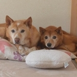 新しいおうちで仲良く暮らすバズくん（右）とウッディくん