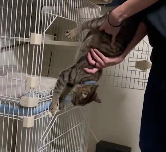 神戸新聞next 連載 特集 話題 お留守番したくないニャ ケージに入るのを必死に抵抗する猫に爆笑 アクロバット猫 ちゃん 拒否する気持ち1000