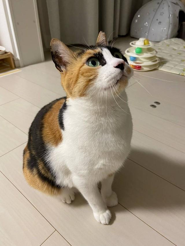 神戸新聞next 連載 特集 話題 老夫婦の保護した三毛猫 新天地で美猫に成長 施設に転居した叔母から みぃは幸せものやね ありがとうね