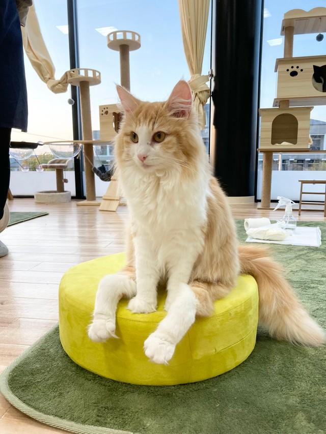 神戸新聞next 連載 特集 話題 誰よりも上手に座ってる 保護猫の座り方が人間の子どもみたい 後ろ足ぷら ん ハンデを個性に