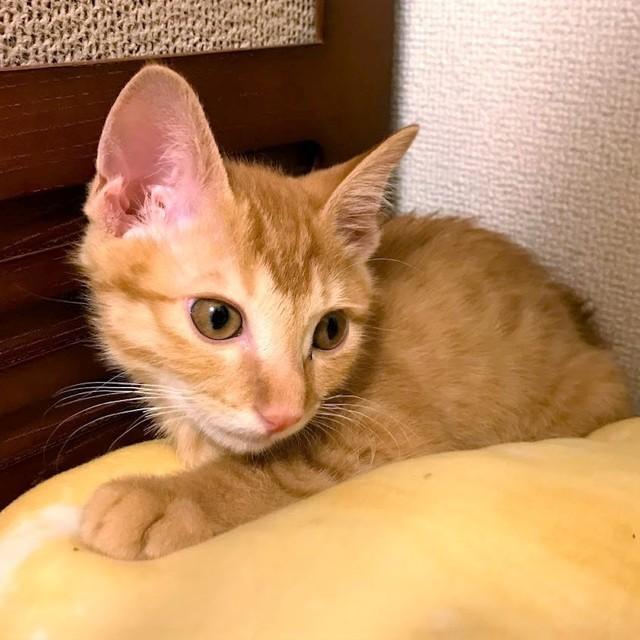 安楽死を勧められた子猫だけど 命を諦めなくていい 10時間以上の大手術を乗り越え 無限の可能性 を証明 神戸新聞next 連載 特集 話題
