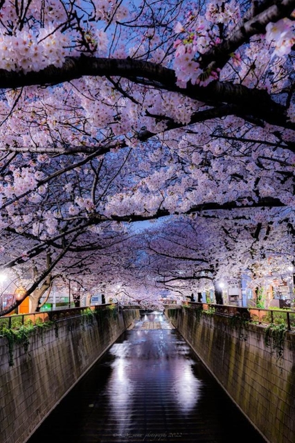 通りを歩きながら楽しむ桜もいいが、左右から枝が折り重なる風景は圧巻＝やまちゃん⋆ ☄︎. ·˚ *さん（@S_Y_yama）提供