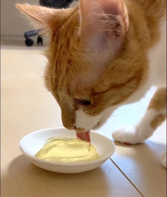 鈴木さんの愛猫・みかんちゃん。コロナ禍のストレスで食欲不振になり、激ヤセしたのが、商品開発のきっかけ