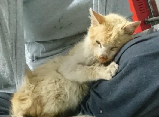 ボロボロの姿で保護された元野良猫の3年後…ビフォーアフターに感涙