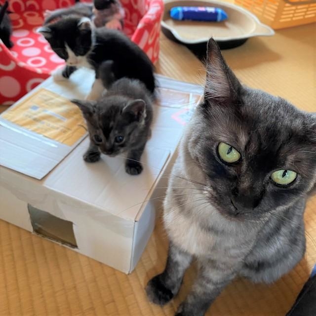 野良猫お顔 240917 - YouTube