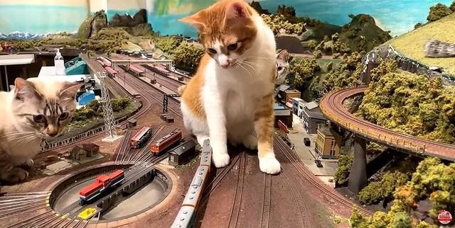 話題のジオラマ食堂に、新しい「小さな家族」が続々 母猫とはぐれた子